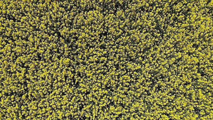 식물 계절 꽃 산업 패턴 밭 농업 자연 안테나 씨앗 사람없음 야외 초록색 농작물 농장 농경지 노란색 환경 봄 수확 벚꽃 시골 개화 정상 땅 유채 질감 내추럴 항공촬영 드론 땅바닥 밭일 생태학 조감도 카놀라 4K MP4 해외동영상 클립영상 교육 뷰포인트 컬러 무늬 통신 바닥 생태계 동영상 파일형식