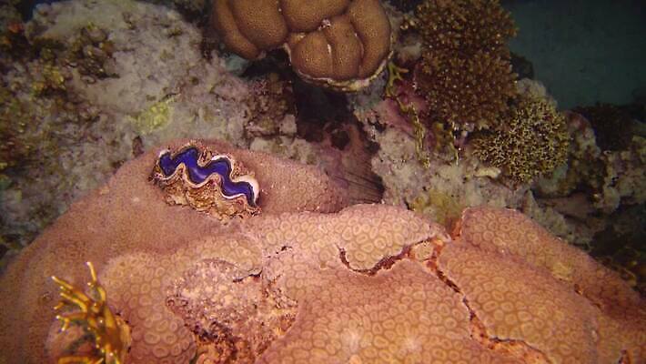 동물 야생동물 모래 바다 컬러 자연 조개 연체동물 이집트 어류 사람없음 빨간색 물 파란색 뷰티 환경 바닷속 수중 수영 껍질 산호 산호초 큼 다이빙 스쿠버다이빙 소금 암초 홍해 폴리네시아 거인 석호 깊이 4K MP4 해외동영상 클립영상 자연요소 아프리카 어패류 무척추동물 수중동물 수상스포츠 수중식물 오세아니아 자포동물 크기 생태계 동영상 수중스포츠 파일형식