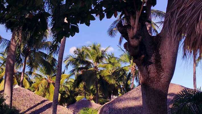 나무 모래 파도 바다 섬 여행 자연 하늘 휴가 멕시코 손바닥 사람없음 초록색 물 파란색 야자수 태양 산타클로스 여행객 고급 휴양지 세이셸 몰디브 공화국 모리셔스 이국적 파라다이스 4K MP4 해외동영상 클립영상 자연요소 식물 손 나라 아시아 컬러 컨셉 크리스마스 북아메리카 아프리카 사람 장소 생태계 동영상 파일형식