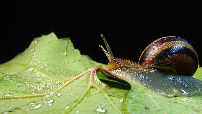 동물 야생동물 백그라운드 자연 연체동물 나선형 사람없음 야외 초록색 갈색 정원 젖음 껍질 덮기 느림 내추럴 기어가기 식용 끈적임 4K MP4 해외동영상 클립영상 컬러 무늬 모션 무척추동물 생태계 동영상 파일형식