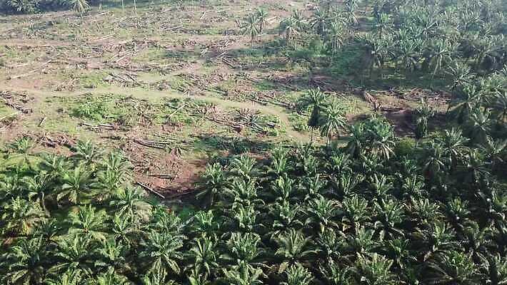 나무 식물 편집 디자인 계절 산업 컬러 백그라운드 패턴 농업 자연 손바닥 풍경 사람없음 야외 초록색 농작물 햇빛 농장 환경 흰색 재산 기름 숲 땅 말레이시아 내추럴 4K MOV 해외동영상 클립영상 손 아시아 음식 무늬 금융 태양 생태계 동영상 파일형식