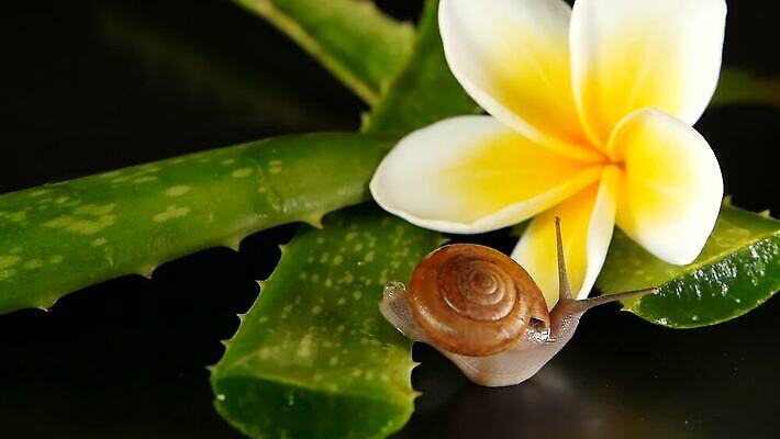 식물 동물 1 꽃 백그라운드 컨셉 잎 자연 휴식 연체동물 나선형 건강 사람없음 초록색 물 화장품 촉촉함 벚꽃 흰색 신선 해충 이슬 작음 허브 묘사 유기농 질감 내추럴 고립 동물상 아열대 알로에 끈적임 MOV 해외동영상 클립영상 자연요소 웰빙 컬러 무늬 무척추동물 조형물 뷰티 젖음 벌레 크기 생태계 동영상 파일형식