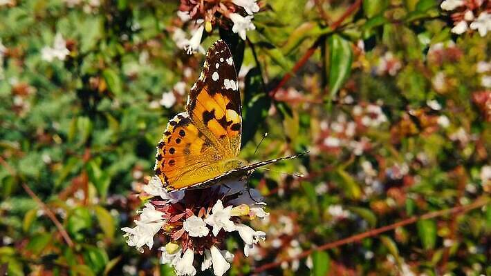 식물 동물 꽃 나비 곤충 잎 날개 모션 자연 날리기 사람없음 환경 벚꽃 마시기 그리기 닫기 먹기 관목 묘사 속도 보케 광택 꿀 이륙 느림 동물상 블러효과 수유 코스모폴리탄 MP4 해외동영상 클립영상 나무 조형물 칵테일 생태계 동영상 블러 파일형식 효과