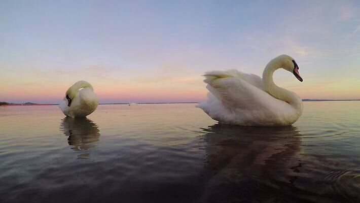 동물 호수 야생동물 바다 2 자연 조류 아침 사람없음 야외 빨간색 물 평화 검은색 침묵 흰색 연못 황무지 우아함 씻기 순수 깃털 백조 장면 목 헝가리 단아함 벙어리 4K MP4 해외동영상 클립영상 주간 자연요소 컬러 컨셉 신체부위 소리 청결 생태계 동영상 동유럽 파일형식