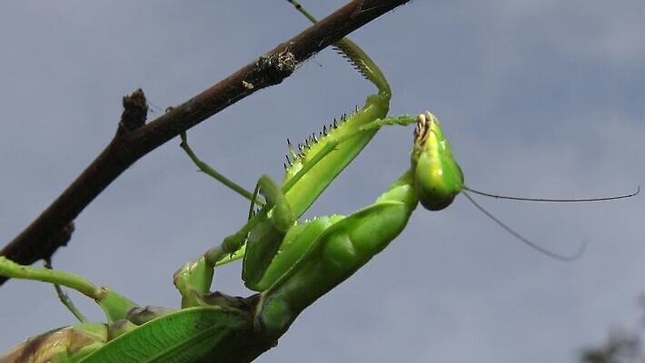동물 1 유럽 야생동물 곤충 백그라운드 절지류 자연 무척추동물 안테나 사람없음 초록색 기도 벌레 생물학 육식동물 사냥꾼 내추럴 동물상 포식 4K MP4 해외동영상 클립영상 직업 교육 나라 컬러 통신 조형물 생태계 동영상 파일형식