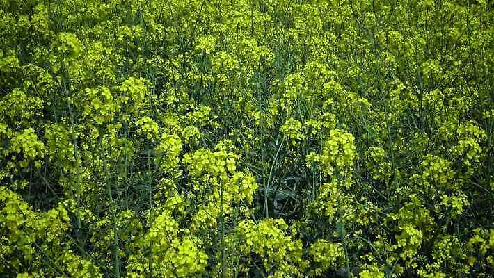 식물 구름 꽃 백그라운드 밭 농업 하늘 스웨덴 씨앗 풍경 사람없음 초록색 파란색 농장 노란색 환경 봄 에너지 시골 개화 기름 유채 생태계 땅바닥 밭일 카놀라 4K MP4 해외동영상 클립영상 자연요소 계절 산업 음식 컬러 바닥 북유럽 동영상 파일형식