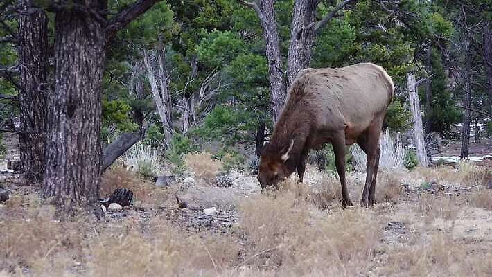 동물 공원 야생동물 백그라운드 포유류 자연 하늘 사슴 산 뿔 사람없음 숲 큼 트로피 황소 사냥 캘리포니아 사냥꾼 애리조나 서식지 뉴멕시코 서쪽 엘크 콜로라도 텍사스 4K MP4 해외동영상 클립영상 직업 공공시설 미국 소 크기 방향 상_우승 생태계 동영상 파일형식
