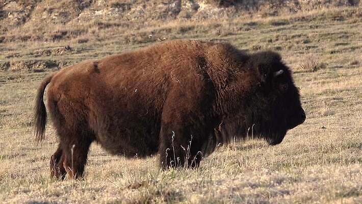 동물 공원 남자 야생동물 포유류 자연 털 사람없음 여름 갈색 계곡 미국 군중 방목 들소 황소 짝짓기 와이오밍 전국 4K MP4 해외동영상 클립영상 계절 공공시설 컬러 북아메리카 사람 소 축산업 생태계 동영상 파일형식