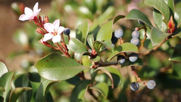 식물 열매 꽃 화초 분홍색 백그라운드 꽃무늬 아침 사람없음 장식 빛 정원 미국 봄 낭만 벚꽃 신선 개화 분위기 닫기 인도인 순수 보케 캘리포니아 화단 부드러움 내추럴 블러 카피스페이스 세련 4K MP4 해외동영상 클립영상 주간 외국인 계절 컬러 컨셉 북아메리카 무늬 모션 동양인 공백 감각 동영상 파일형식