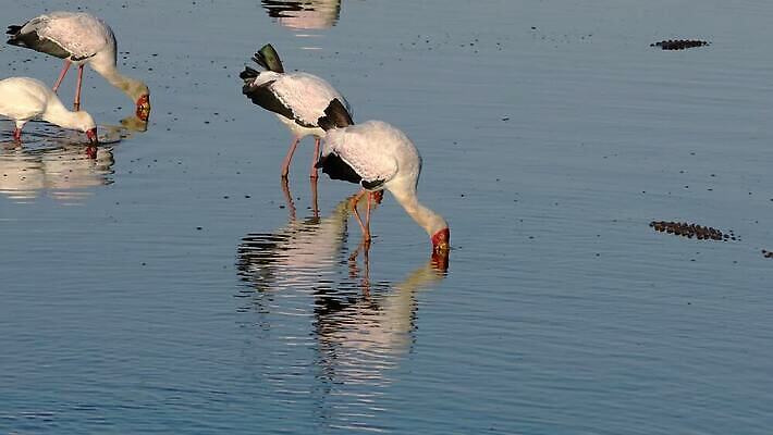 동물 응시 야생동물 모션 아프리카 자연 조류 생물 사람없음 물 반사 환경 보호 클립 부리 악어 서식지 동영상 내추럴 남아프리카 생태학 황새 HD 크루거 MOV 해외동영상 클립영상 자연요소 시선 교육 나라 컨셉 파충류 생태계 남아프리카공화국 파일형식