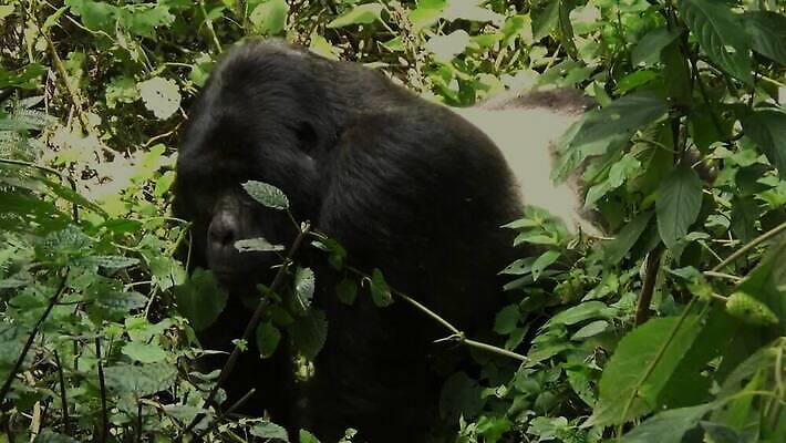 동물 공원 남자 얼굴 야생동물 포유류 가족 아프리카 자연 산 털 동물원 종류 앉기 사람없음 초록색 검은색 힘 원숭이 아기 그룹 황무지 숲 큼 열대우림 사파리 멸종 유인원 고릴라 르완다 우간다 전국 콩고 힘찬 MOV 해외동영상 클립영상 공공시설 나라 컬러 컨셉 관계 모션 사람 신체부위 크기 생태계 동영상 파일형식