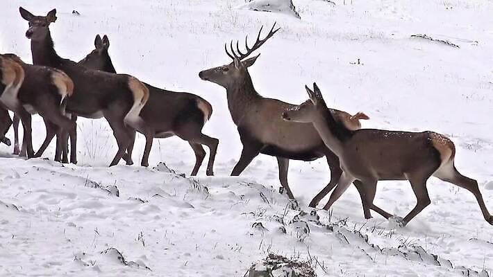동물 공원 여자 야생동물 백그라운드 겨울 밭 포유류 자연 아침 뿔 풍경 초원 사람없음 빨간색 얼음 추위 흰색 신생아 그룹 황무지 군중 언덕 서리 산악지대 아기사슴 암사슴 엘크 사이프러스 MP4 해외동영상 클립영상 주간 자연요소 나무 계절 공공시설 새끼 컬러 농업 사슴 산 사람 아기 암컷 생태계 동영상 파일형식