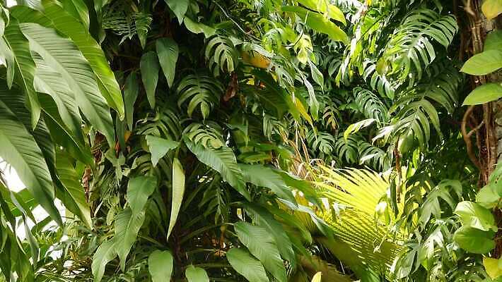 식물 리플렛 단풍 잎 꽃무늬 손바닥 사람없음 초록색 스파 어둠 젖음 덮개 숲 열대우림 식물원 아이비 무한 삼림지대 아열대 열대기후 영원 이국적 지속성 파라다이스 반복 4K MP4 해외동영상 클립영상 손 꽃 컬러 무늬 뚜껑 동영상 파일형식