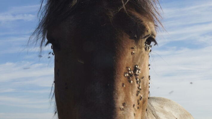 여유 얼굴 포유류 하늘 따뜻함 사람없음 햇빛 갈색 평화 가축 침묵 흰색 승마 닫기 해충 네덜란드 갈기 주둥이 총구 4K MOV 해외동영상 클립영상 동물 감정 유럽 스포츠 컬러 컨셉 모션 신체부위 태양 소리 벌레 동영상 파일형식
