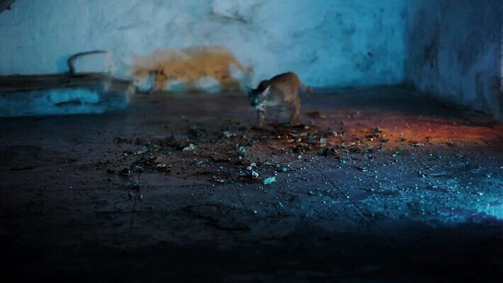 동물 응시 공원 길 포즈 발 조명 주택 기술 사람없음 반려동물 노란색 걷기 고양이 산책 할로윈 신비 무서움 B 콧수염 호기심 꼬리 공포 롤 슛 얼레 할리우드 광 유래 이상 트러블 표준 호러 오싹 깜빡이다 MOV 해외동영상 클립영상 알파벳 시선 공공시설 감정 컬러 컨셉 포유류 모션 휴식 수염 건물 신체부위 동영상 로스앤젤레스 파일형식