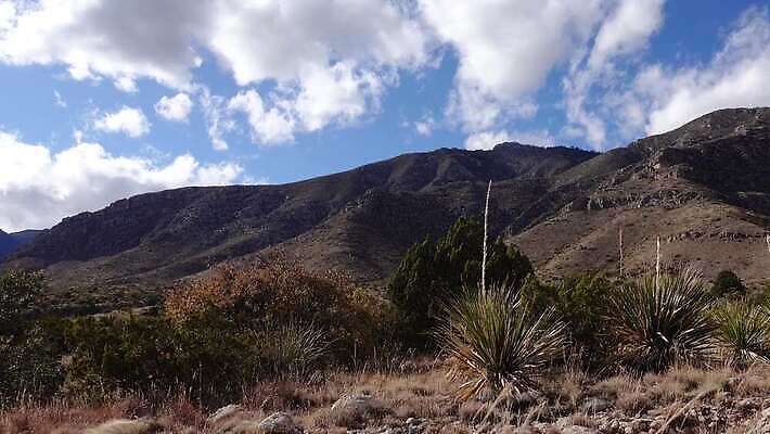 나무 식물 구름 꽃 도로 여행 백그라운드 자연 날씨 산 선인장 건조 풍경 사람없음 물 여름 기계 일몰 사막 뜨거움 가시 척추 날카로움 애리조나 내추럴 뇌우 뉴멕시코 다육식물 4K MP4 해외동영상 클립영상 자연요소 계절 길 교통시설 뼈 노을 미국 생태계 동영상 파일형식