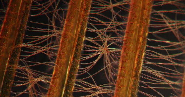 과학 나비 곤충 이동 세포 사람없음 빨간색 약 시험 성장 조직 확대 냄새 지원 4K 현미경관찰 MOV 해외동영상 클립영상 동물 교육 컬러 컨셉 의학 관찰 동영상 파일형식