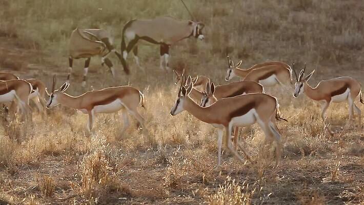 동물 야생동물 포유류 모션 아프리카 자연 초식동물 사람없음 야외 빛 걷기 환경 산책 황무지 보호 군중 사파리 클립 영양 서식지 동영상 내추럴 남아프리카 동물상 생태학 칼라하리 HD MOV 해외동영상 클립영상 교육 나라 컨셉 휴식 사람 조형물 사막 생태계 파일형식