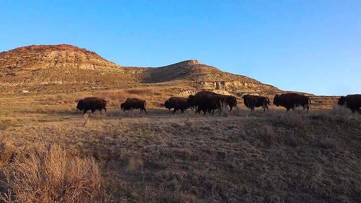 동물 공원 남자 야생동물 포유류 자연 털 사람없음 여름 갈색 계곡 미국 군중 방목 들소 황소 짝짓기 와이오밍 전국 4K MP4 해외동영상 클립영상 계절 공공시설 컬러 북아메리카 사람 소 축산업 생태계 동영상 파일형식