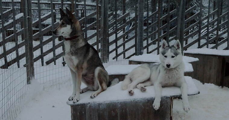 동물 2 겨울 핀란드 경비 앉기 사람없음 야외 침묵 개 손목시계 새장 북쪽 거짓말 시베리아 4K MOV 해외동영상 클립영상 계절 시계 장신구 포유류 모션 북유럽 안전 소리 보호 방향 동영상 케이지 파일형식