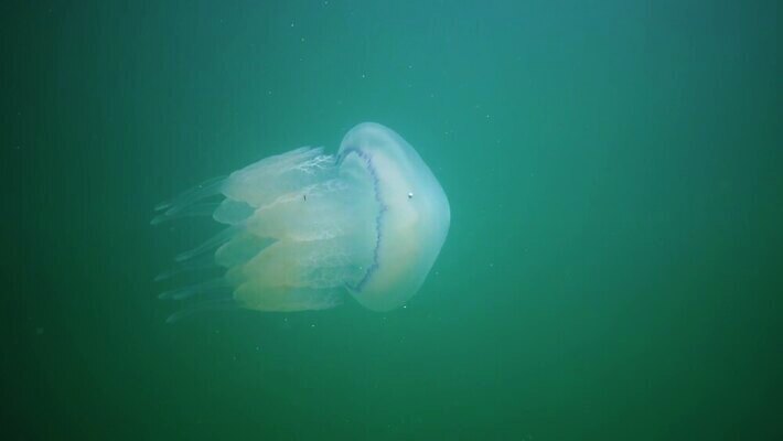 동물 야생동물 바다 무척추동물 통 사람없음 물 파란색 환경 바닷속 수중 투명 우아함 위험 지중해 생태계 육식동물 젤리 해파리 살인 생태학 소금물 필터 화상 4K 수중영상 MP4 해외동영상 클립영상 자연요소 교육 컬러 컨셉 디저트 범죄 자포동물 상처 동영상 파일형식