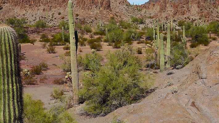 식물 공원 선 여행 자연 산 선인장 건조 사람없음 파란색 미국 성장 오르간 보호 큼 파이프 먼지 애리조나 천연기념물 전국 유일 4K MP4 해외동영상 클립영상 공공시설 컬러 컨셉 북아메리카 건반악기 크기 생태계 동영상 파일형식