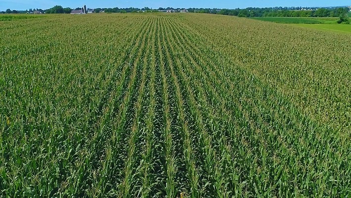 식물 구름 계절 산업 문화 백그라운드 잎 밭 농업 채소 자연 하늘 옥수수 풍경 초원 사람없음 야외 초록색 여름 파란색 농작물 농장 농경지 환경 맑음 봄 수확 성장 시골 신선 낟알 땅 유기농 장면 내추럴 드론 밭일 줄서기 수평선 세련 4K MOV 해외동영상 클립영상 자연요소 웰빙 컬러 모션 날씨 곡류 생태계 동영상 파일형식