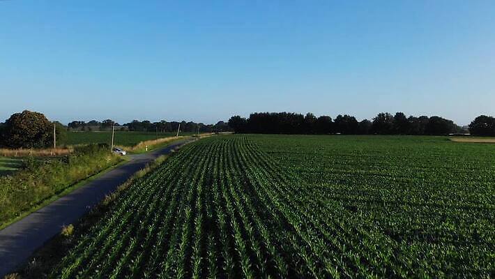 식물 계절 산업 잎 밭 농업 자연 하늘 바람 덴마크 옥수수 풍경 잔디 사람없음 야외 초록색 여름 농작물 햇빛 농장 농경지 환경 힘 일몰 봄 재활용 에너지 시골 칼날 풍력에너지 땅 에코 생태계 유지 내추럴 밭일 생태학 스칸디나비아 수평선 MP4 해외동영상 클립영상 자연요소 교육 컬러 날씨 곡류 북유럽 태양 노을 그린에너지 친환경 동영상 파일형식