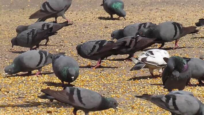 동물 공원 야생동물 바다 컬러 백그라운드 컨셉 가족 자연 조류 거리 씨앗 사람없음 야외 갈색 환경 정원 검은색 회색 흰색 도시 그룹 질병 큼 먹이 낟알 오솔길 먹기 비둘기 부리 조립 다락방 돌봄 인플루엔자 작살 HD MOV 해외동영상 클립영상 식물 공공시설 길 의학 관계 모션 바이러스 크기 생태계 동영상 파일형식