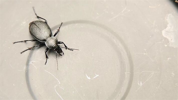 곤충 안테나 사람없음 금속 정원 딱정벌레 거짓말 고립 포식 MOV 해외동영상 클립영상 동물 통신 재질 동영상 파일형식