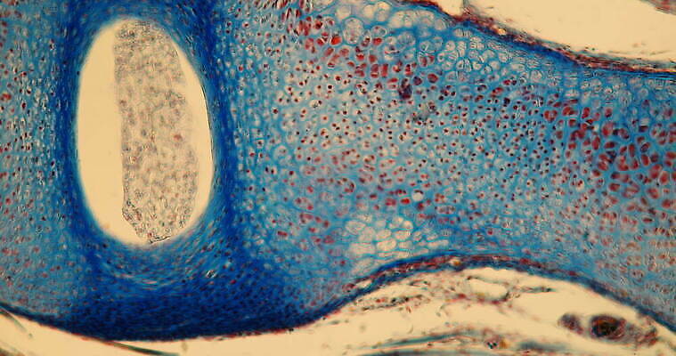 과학 이동 뼈 세포 사람없음 파란색 약 시험 성장 조직 확대 쥐 척추 연골 지원 4K 현미경관찰 MOV 해외동영상 클립영상 교육 컬러 컨셉 의학 관찰 설치류 동영상 파일형식