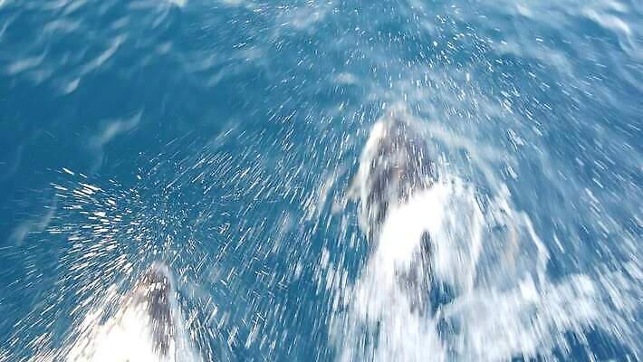 동물 야생동물 바다 장난 학교 가족 자연 표면 사람없음 물 여름 파란색 하이앵글 달리기 점프 미국 자유 투명 보트 돌고래 속도 캘리포니아 태평양 서식지 항공촬영 꼬투리 동물상 잔물결 지능 스플래쉬 많음 4K 오션사이드 MP4 해외동영상 클립영상 자연요소 계절 교육 물결 뷰포인트 컬러 컨셉 북아메리카 포유류 관계 모션 조형물 수중동물 배 생태계 동영상 선박 파일형식