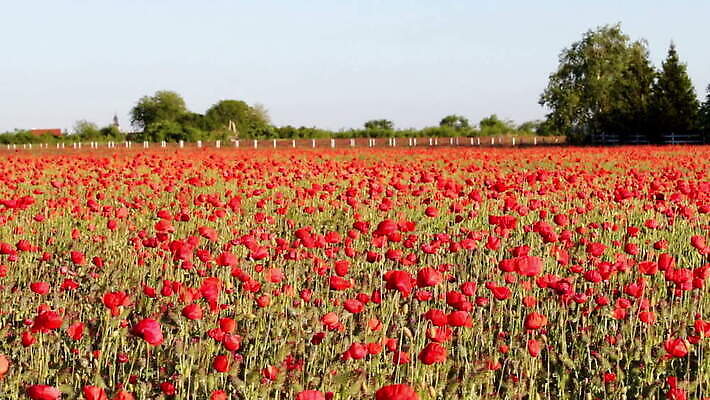 식물 계절 꽃잎 꽃 줄기 컬러 백그라운드 잎 꽃무늬 밭 농업 자연 풍경 초원 사람없음 야외 빨간색 초록색 여름 농장 정원 보라색 봄 벚꽃 시골 개화 땅 허브 원예 아로마 양귀비 내추럴 MOV 해외동영상 클립영상 산업 무늬 취미 생태계 동영상 파일형식