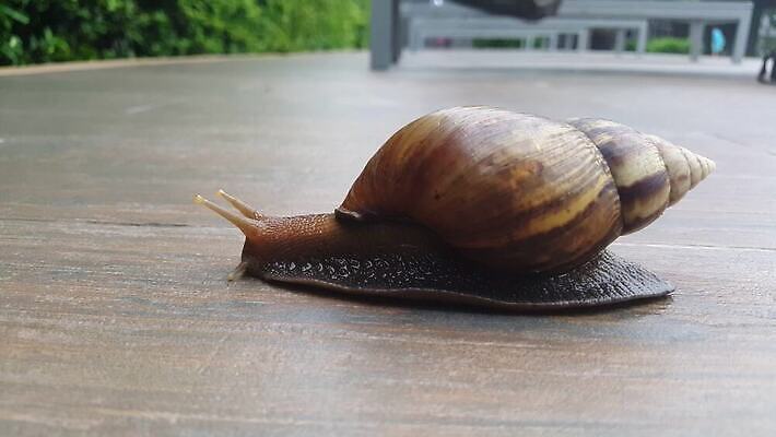 동물 야생동물 백그라운드 자연 바닥 연체동물 주택 사람없음 갈색 정원 젖음 껍질 흰색 타일 오브젝트 덮기 느림 고립 민달팽이 끈적임 4K MOV 해외동영상 클립영상 컬러 모션 무척추동물 건물 생태계 동영상 파일형식 달팽이_동물