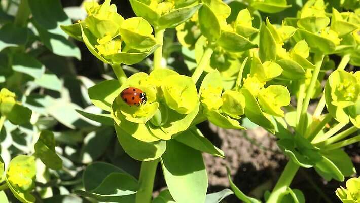 나무 식물 꽃 컬러 곤충 잎 자연 안테나 사람없음 옆모습 초록색 빛 뷰티 노란색 정원 봄 벚꽃 잡초 벌레 딱정벌레 무당벌레 라임 고립 사이프러스 4K MP4 해외동영상 클립영상 동물 계절 뷰포인트 과일 통신 생태계 동영상 파일형식