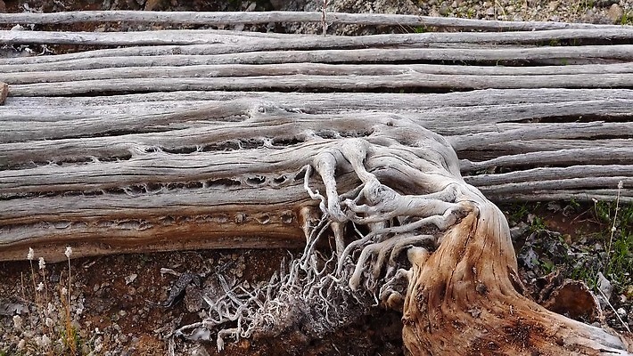 식물 공원 꽃 분홍색 백그라운드 자연 하늘 날씨 산 선인장 건조 통 풍경 사람없음 초록색 파란색 미국 봄 새벽 사막 뜨거움 가시 황무지 냄비 큼 아래 척추 각도 암초 애리조나 내추럴 다육식물 전국 4K MP4 해외동영상 클립영상 자연요소 계절 공공시설 컬러 북아메리카 뼈 솥 크기 방향 생태계 위치 동영상 파일형식