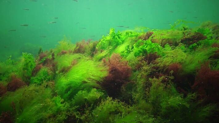 식물 야생동물 바다 자연 무척추동물 사람없음 초록색 환경 바닷속 수중 해조류 생태계 생물학 광합성 동물상 산화 생태학 소금물 4K 수중영상 MP4 해외동영상 클립영상 동물 교육 컬러 조형물 해양식물 동영상 파일형식