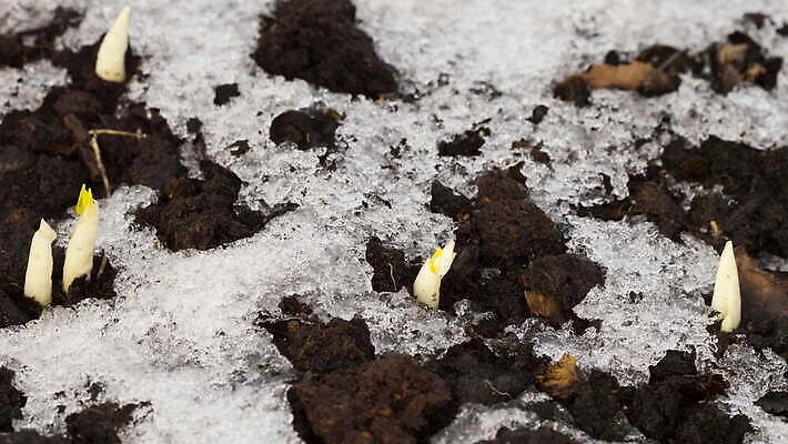 식물 계절 꽃잎 꽃 잎 겨울 꽃무늬 농업 자연 새로움 사람없음 야외 초록색 새싹 환경 정원 얼음 봄 추위 성장 벚꽃 개화 숲 4월 속도 유기농 원예 내추럴 땅바닥 헌병 4K 타임랩스 MOV 해외동영상 클립영상 자연요소 웰빙 산업 컬러 컨셉 무늬 바닥 촬영기법 취미 군인 날짜 생태계 동영상 파일형식