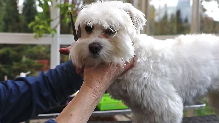 동물 직업 응시 백그라운드 포유류 탁자 털 관리 사람없음 반려동물 머리 장비 흰색 개 테리어 몸단장 송곳니 기르기 앞머리 옛날 순혈 MOV 해외동영상 클립영상 헤어스타일 시선 컬러 가구 신체부위 치아 동영상 돌봄 파일형식