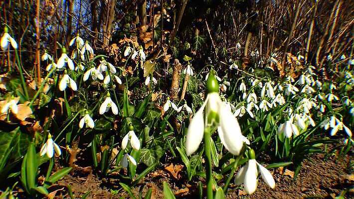 식물 디자인 꽃 야생동물 자연 사람없음 파란색 뷰티 정원 보라색 봄 성장 인사 신선 신용카드 개화 제비꽃 속도 내추럴 삼림지대 스노드롭 4K MP4 해외동영상 클립영상 동물 계절 컬러 금융 예절 숲 생태계 동영상 파일형식