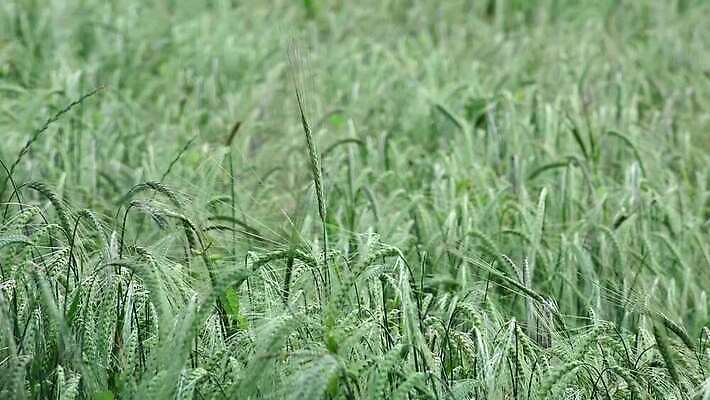 식물 계절 파도 줄기 백그라운드 밭 농업 자연 바람 맥주 옥수수 씨앗 사람없음 초록색 경제 농작물 컬러풀 농장 식사 봄 수확 시골 신선 뜨거움 닫기 낟알 땅 밀 뿌리기 유기농 밀가루 지역 밀짚 내추럴 밭일 숙성 파라다이스 호밀 수평선 4K MP4 해외동영상 클립영상 자연요소 웰빙 산업 바다 컬러 모션 날씨 곡류 주류 짚 가루 생태계 동영상 파일형식