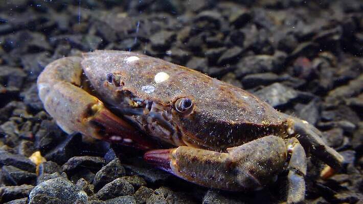 동물 야생동물 바다 절지류 자연 생물 무척추동물 갑각류 풍경 사람없음 물 환경 바닷속 수중 게 가재 생물학 암 동물상 발톱 생태학 소금물 우크라이나 4K 수중영상 저서생물 MP4 해외동영상 클립영상 자연요소 교육 유럽 발 조형물 질병 생태계 동영상 파일형식