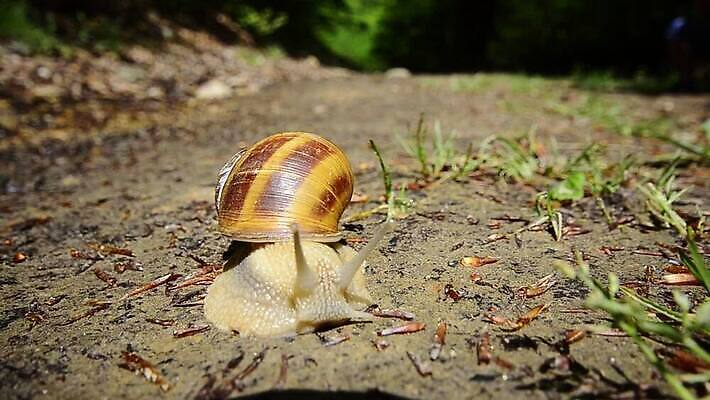 전신 식물 구름 한마리 모션 자연 하늘 주택 사람없음 야외 옆모습 초록색 정원 껍질 미끄러짐 작음 달팽이 화단 느림 끈적임 MOV 해외동영상 클립영상 자연요소 1 뷰포인트 컬러 연체동물 건물 크기 생태계 동영상 파일형식