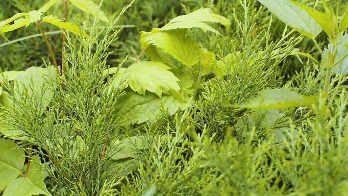 나무 식물 계절 공원 백그라운드 잎 패턴 모션 자연 파노라마 사람없음 야외 초록색 뷰티 카메라 정원 나뭇가지 닫기 숲 관목 심볼 만족 질감 내추럴 향나무 4K MOV 해외동영상 클립영상 공공시설 감정 컬러 무늬 촬영기법 전자제품 생태계 동영상 파일형식