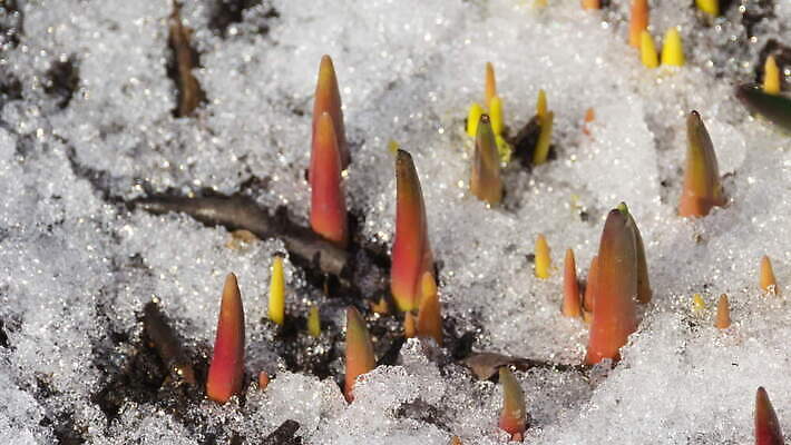 식물 계절 꽃잎 꽃 잎 겨울 꽃무늬 농업 자연 새로움 사람없음 야외 초록색 새싹 환경 정원 얼음 봄 추위 성장 벚꽃 개화 숲 4월 속도 유기농 원예 내추럴 땅바닥 헌병 4K 타임랩스 MOV 해외동영상 클립영상 자연요소 웰빙 산업 컬러 컨셉 무늬 바닥 촬영기법 취미 군인 날짜 생태계 동영상 파일형식