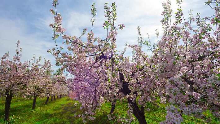 나무 식물 계절 공원 꽃 잎 과일 자연 하늘 파노라마 풍경 잔디 초원 사람없음 초록색 여름 파란색 햇빛 태양 노란색 환경 정원 맑음 봄 벚꽃 흰색 나뭇가지 시골 개화 체리 사과 숲 민들레 땅 장면 내추럴 4K 타임랩스 MP4 해외동영상 클립영상 자연요소 공공시설 컬러 날씨 촬영기법 생태계 동영상 파일형식