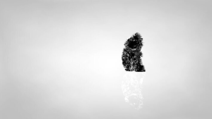 동물 디자인 행복 실루엣 음악 백그라운드 크리스마스 모션 추상 털 표정 힙합 미술 사람 사람없음 컬러풀 유행 점프 활발 공연 기쁨 댄서 축하 유머 만화 스포트라이트 랩 리듬 MOV 해외동영상 클립영상 직업 기념일 감정 컬러 컨셉 무늬 문화예술 촬영기법 이벤트 동영상 파일형식