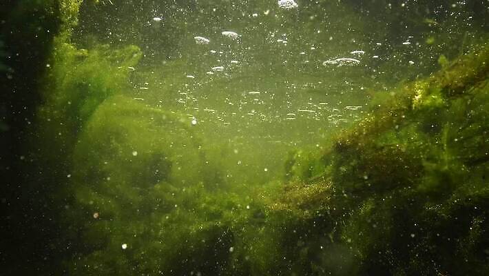 식물 호수 바다 컬러 백그라운드 잎 자연 풍경 사람없음 초록색 물 강 환경 수중 젖음 잡초 개울 해조류 아래 질감 내추럴 광합성 산화 4K MP4 해외동영상 클립영상 자연요소 해양식물 방향 생태계 위치 동영상 파일형식