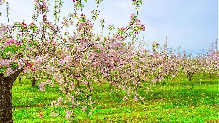 나무 식물 계절 공원 꽃 잎 과일 자연 하늘 파노라마 풍경 잔디 초원 사람없음 초록색 여름 파란색 햇빛 태양 노란색 환경 정원 맑음 봄 벚꽃 흰색 나뭇가지 시골 개화 체리 사과 숲 민들레 땅 장면 내추럴 4K 타임랩스 MP4 해외동영상 클립영상 자연요소 공공시설 컬러 날씨 촬영기법 생태계 동영상 파일형식
