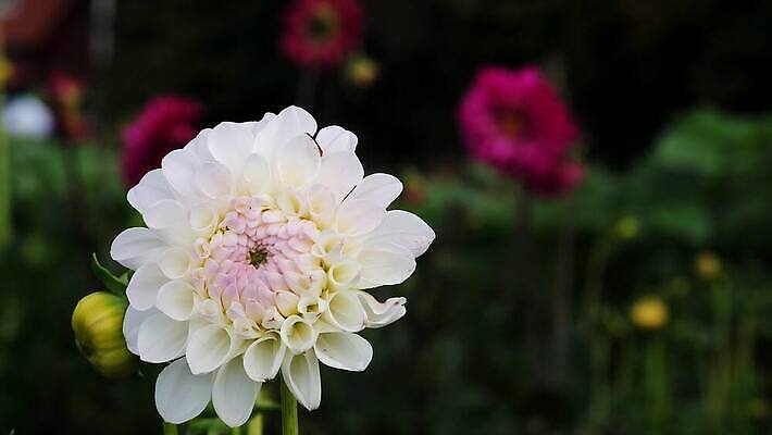 식물 동물 꽃 야생동물 컬러 곤충 꽃무늬 자연 바람 휴식 사람없음 야외 치료 빨간색 초록색 컬러풀 뷰티 노란색 귀여움 정원 봄 벚꽃 개화 우아함 수분 달리아 꽃가루 꿀 내추럴 수유 호박벌 4K MOV 해외동영상 클립영상 자연요소 계절 컨셉 무늬 의학 날씨 벌_곤충 가루 생태계 동영상 파일형식